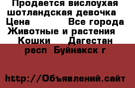 Продается вислоухая шотландская девочка › Цена ­ 8 500 - Все города Животные и растения » Кошки   . Дагестан респ.,Буйнакск г.